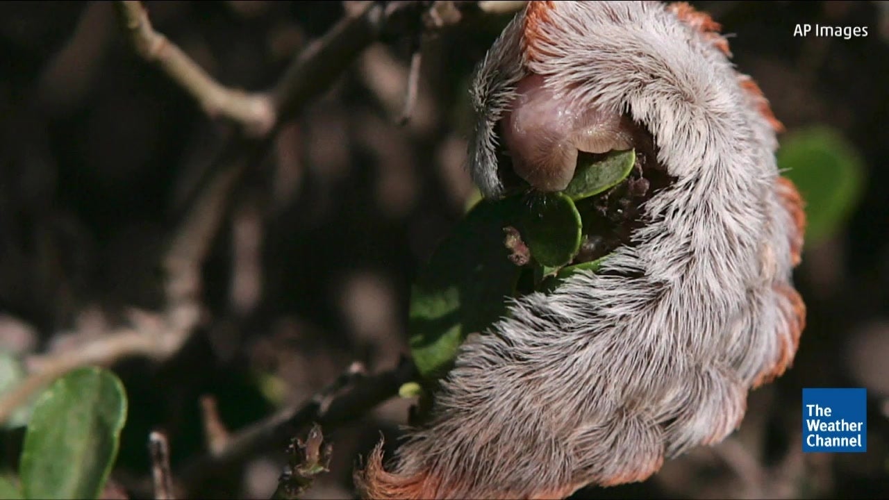 Venomous Asp Caterpillar Stings Florida Teen 20 Times The Weather Channel