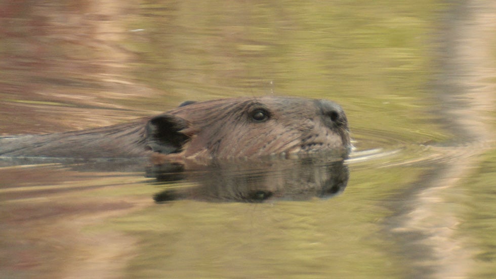 Beavers Could Be Bad for the Videos from The Weather Channel