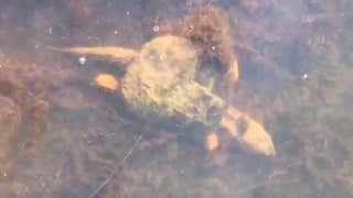 How Turtles Survive Winter Under Ice Videos From The Weather
