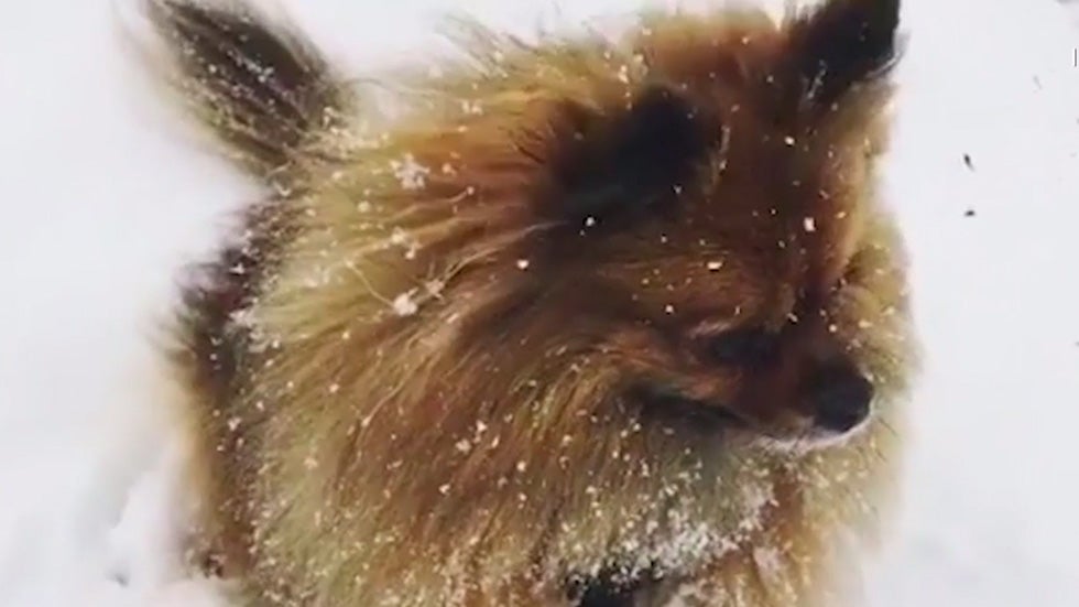 Dogs Can&rsquo;t Get Enough Snow