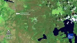 Watch 30 Years of Yellowstone Recovery from 1988 Wildfires