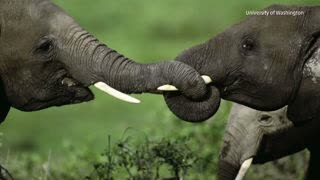 Elephant Tusk DNA Leads to Poachers