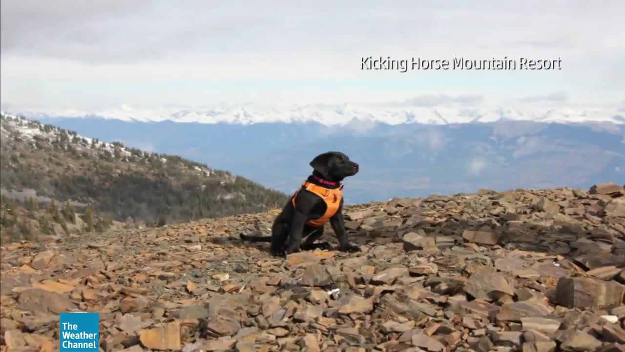 Four-Legged Members of the Ski Patrol