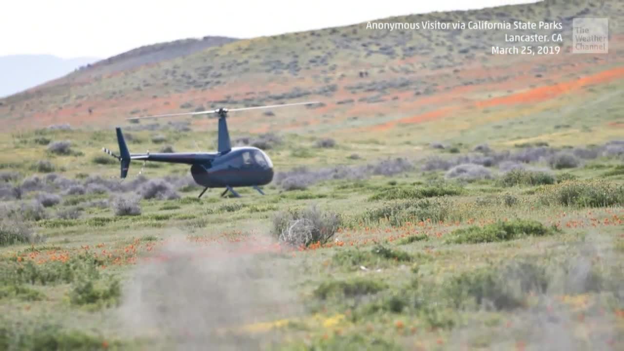 Chopper Lands in Middle of California's Super Bloom Videos from The