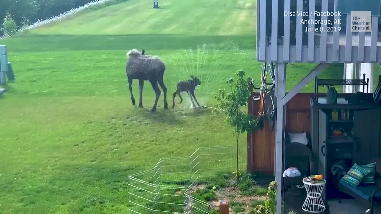 Watch Moose Run Through Sprinkler Just Like Kids Videos from The