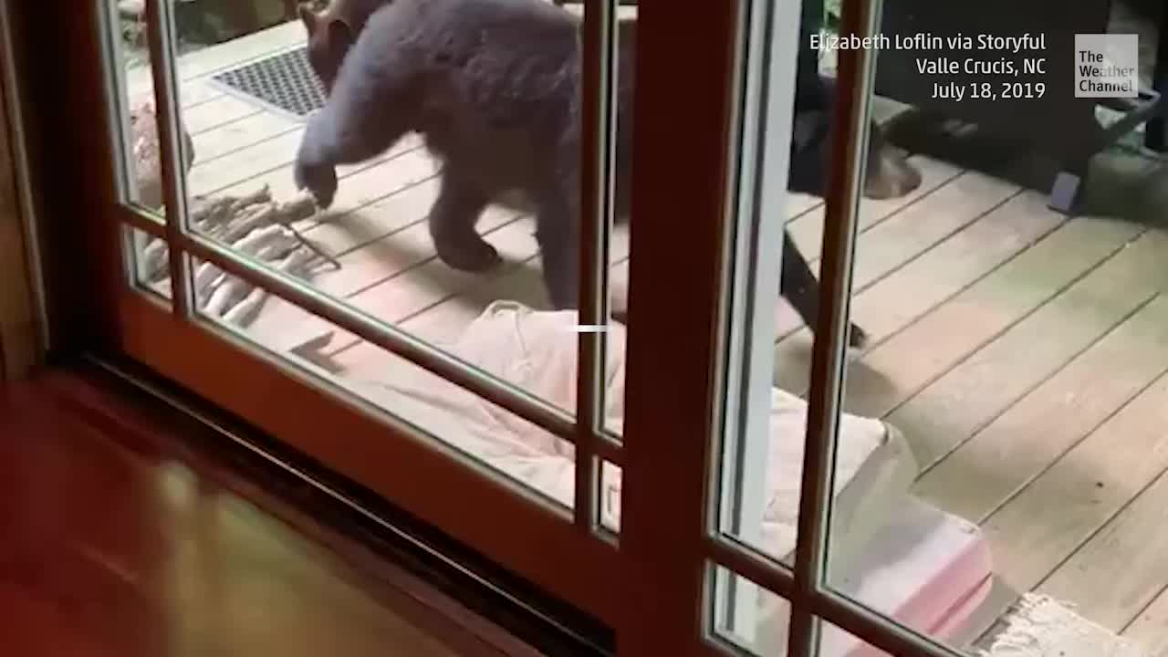 bear steals dog food