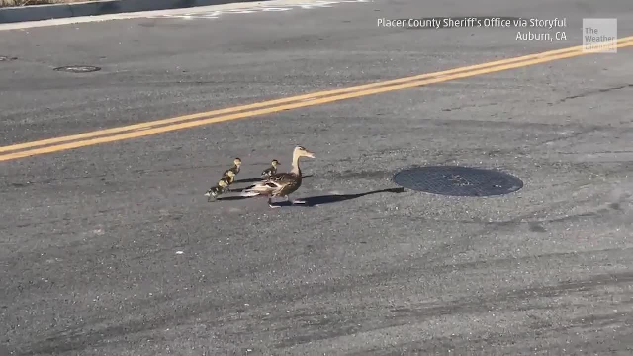 Ducklings Rescued from Storm Drain Videos from The Weather Channel