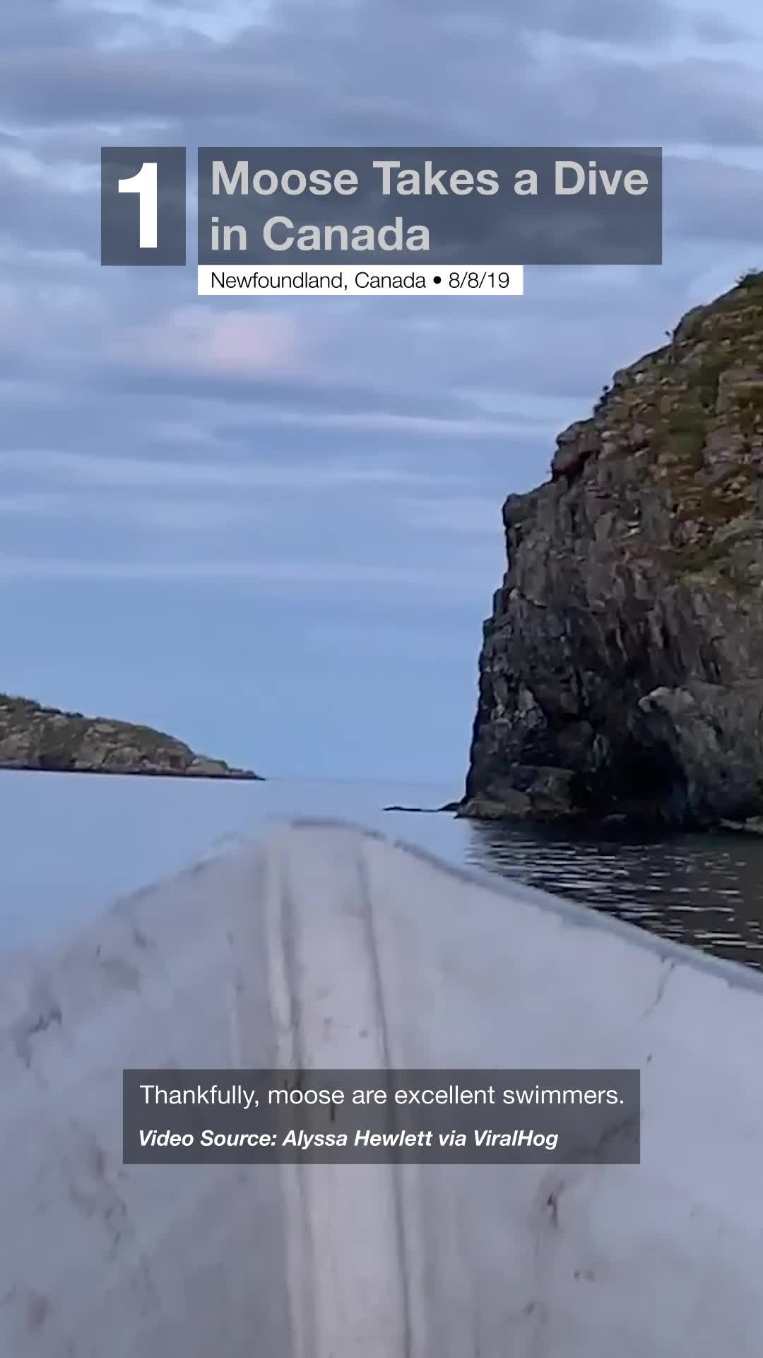 Moose Takes a Dive in Canada Videos from The Weather Channel