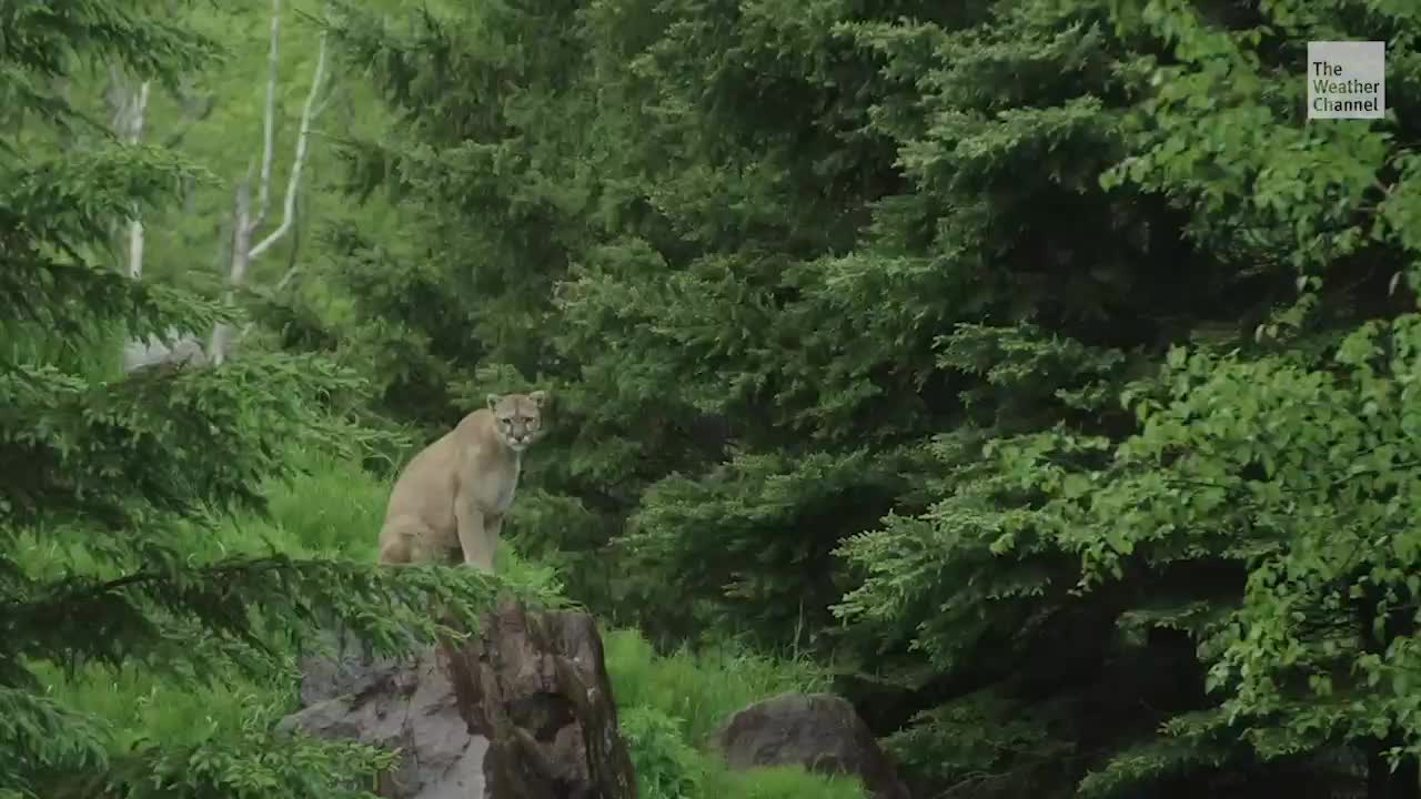 California’s New Mission: Help Lonely Cougars Find Love California’s New Mission: Help Lonely Cougars Find Love