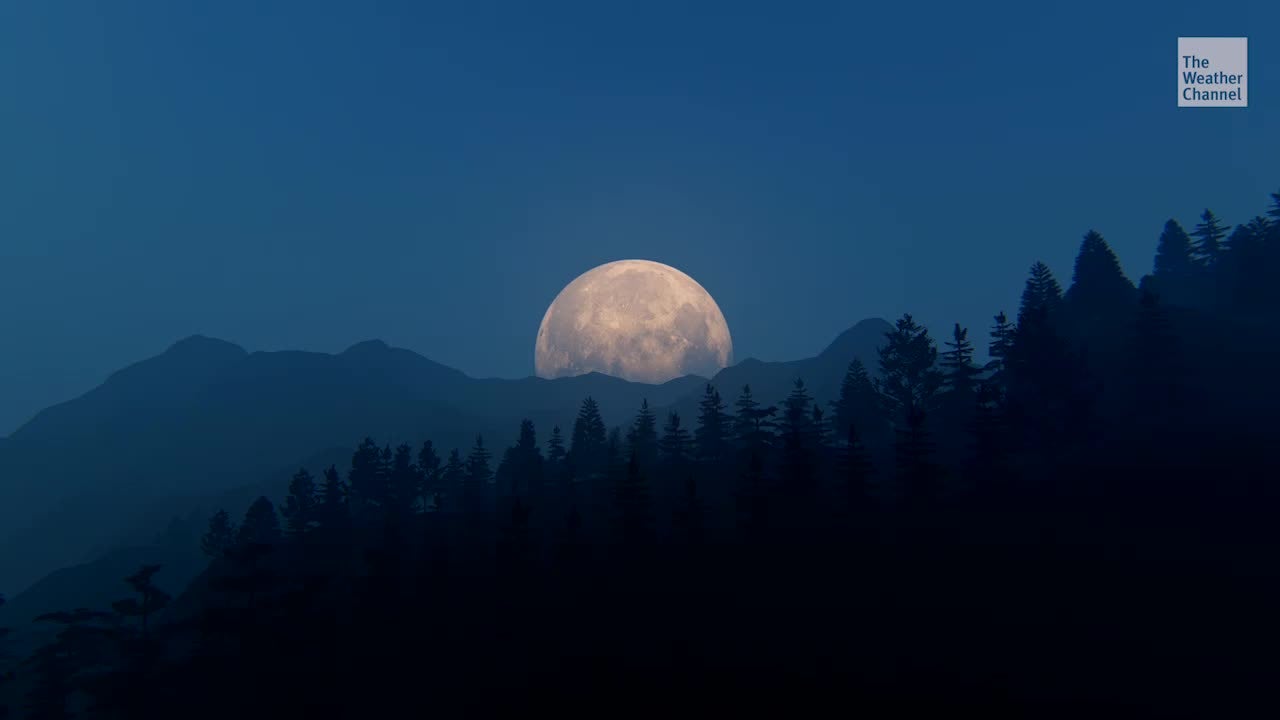 Moon Trees Are a Tribute to the Lunar Missions