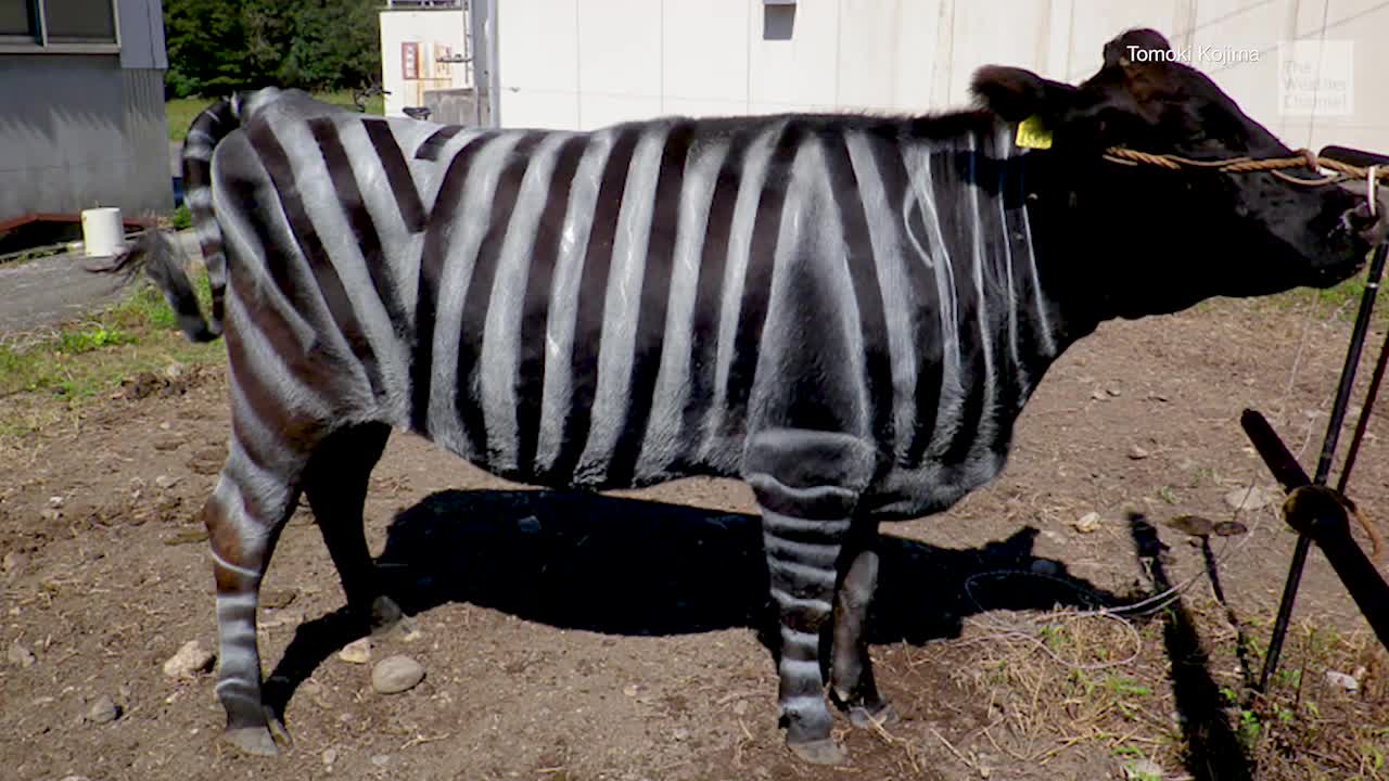 Zebra-like stripes on cows