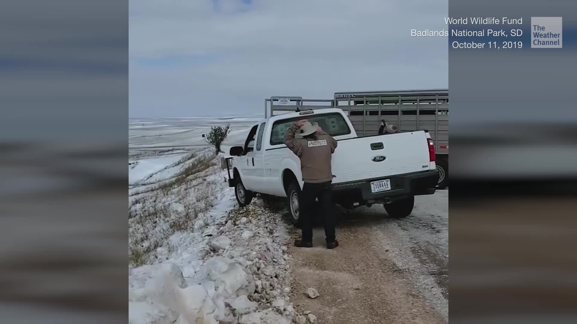 Bison Here Again After 150 Years Videos from The Weather Channel