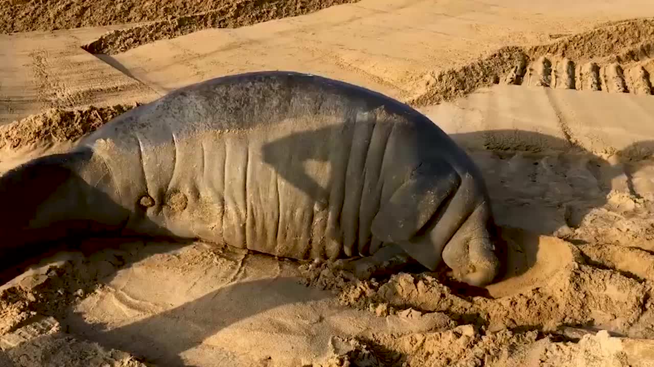 Bulldozer Helps Rescue Stranded Manatee - Videos from The Weather Channel