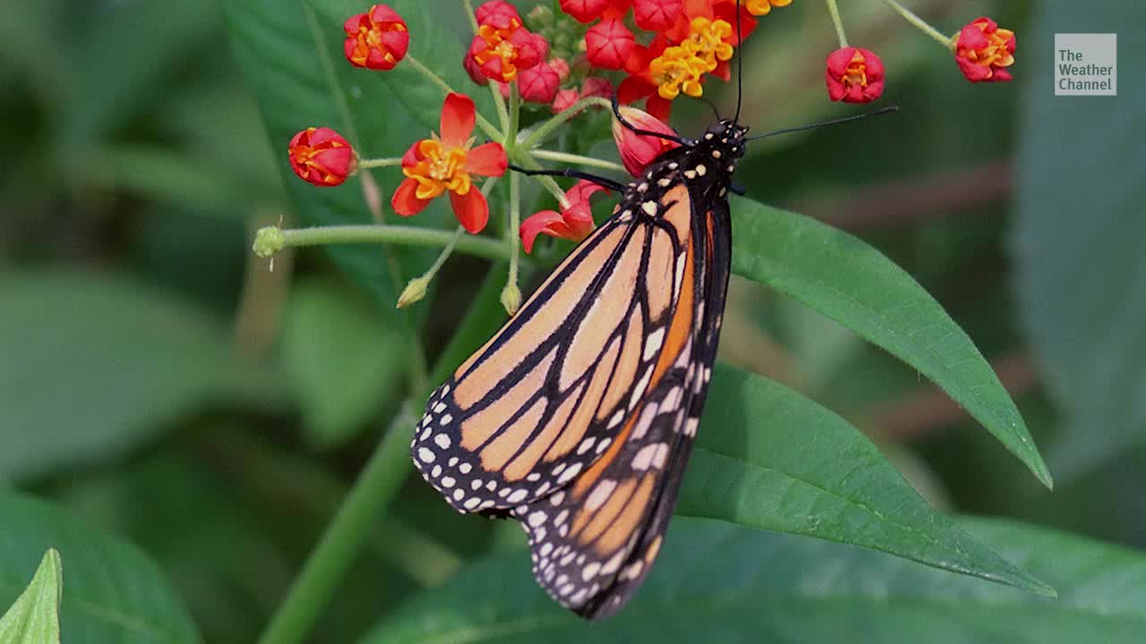Monarch Butterfly Population At Critically Low Levels Videos From The