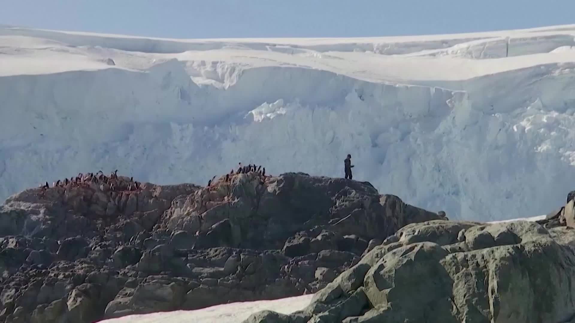 Antarctica’s Penguin Population Plummets in a Warming Climate - Videos