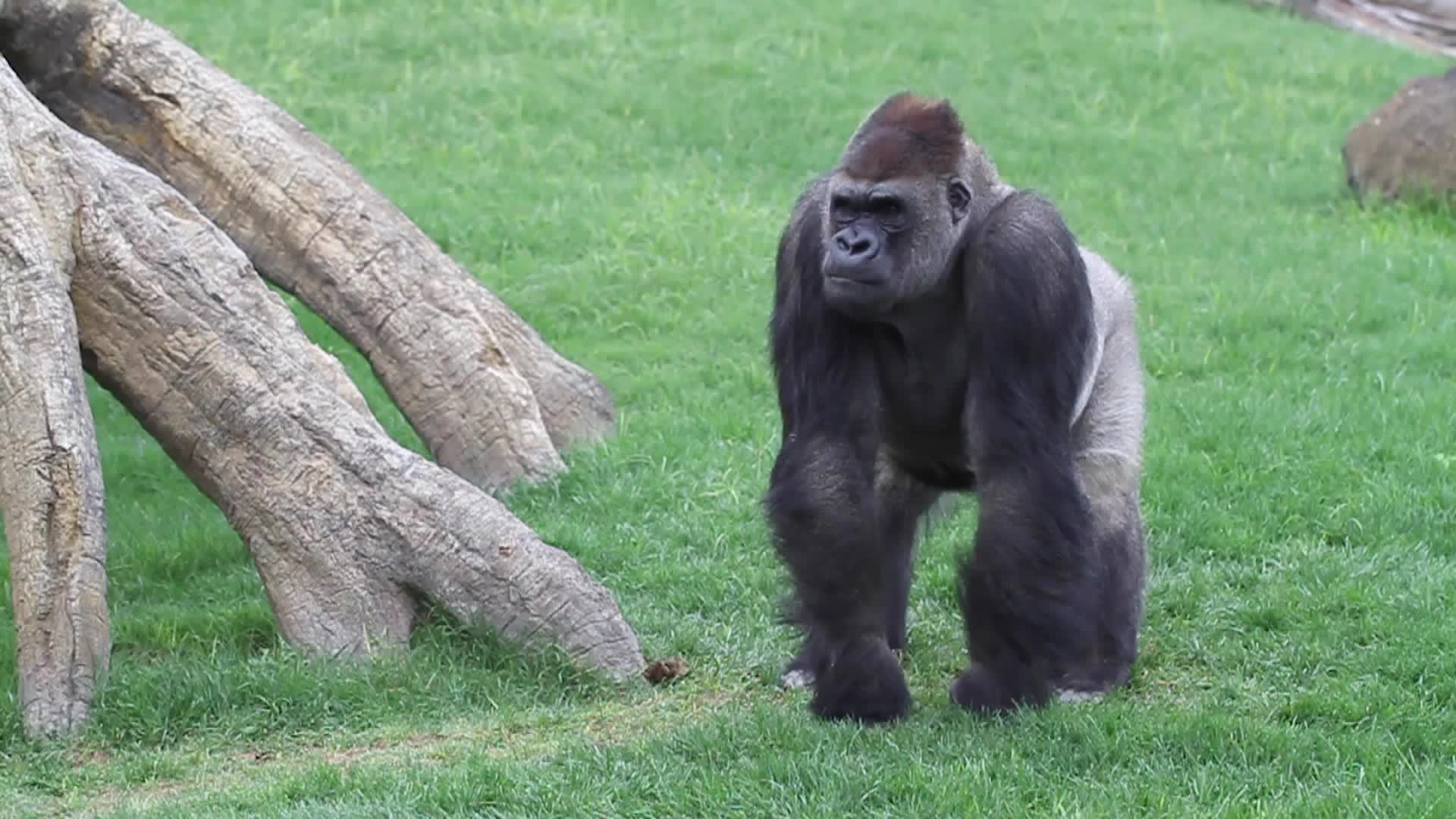Could Great Apes Get Coronavirus? Scientists Say it&rsquo;s Possible