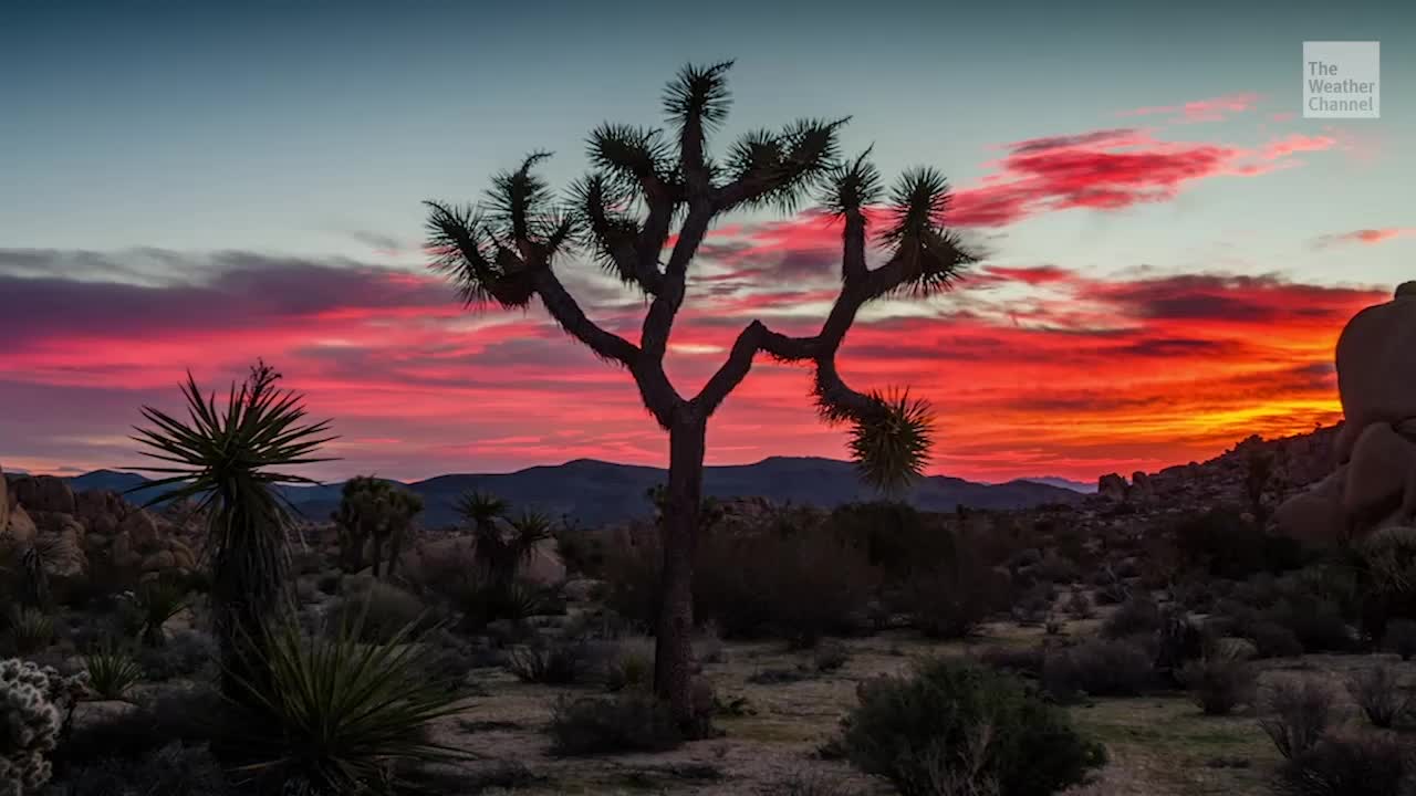 Joshua Trees Could Be Listed as Endangered Species Videos from The