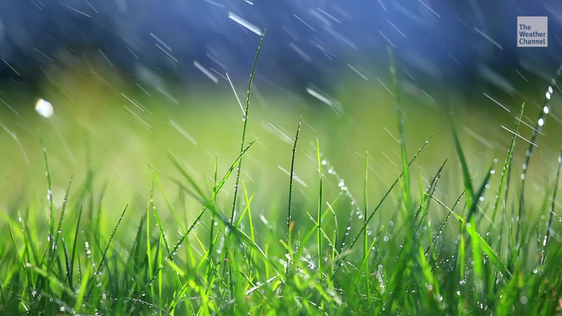 Rain May Be Worsening Your Allergies Videos from The Weather Channel