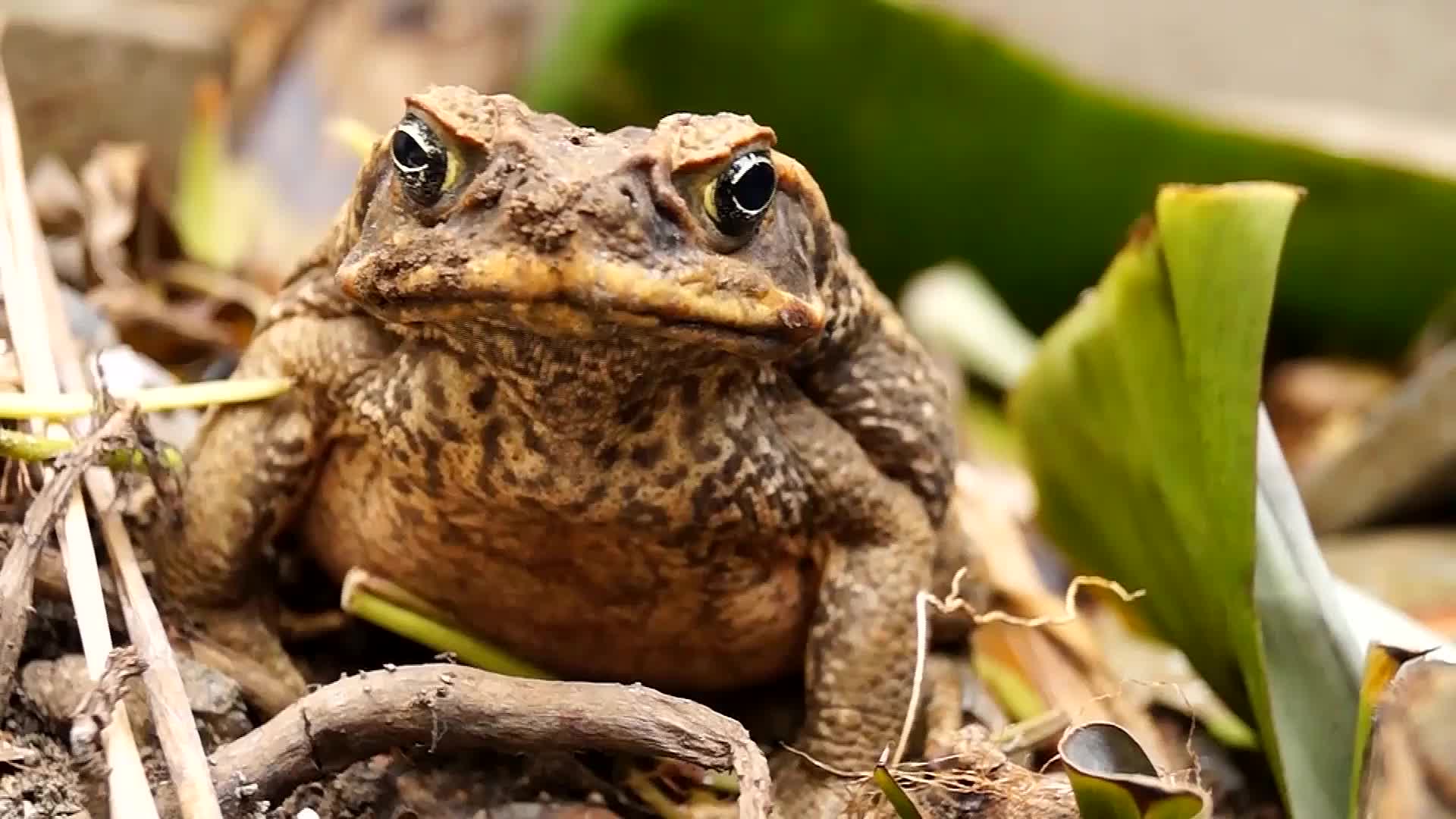 Toxic Cane Toads Invade South Florida, Threaten Dogs Videos from The