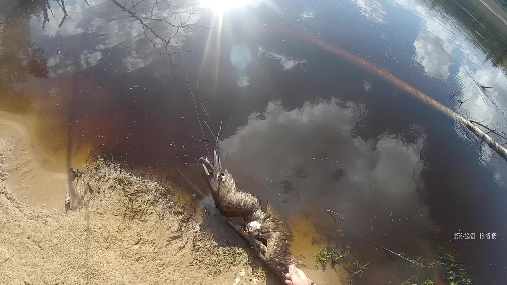Man Rescues Hawk Stuck in Fishing Line Videos from The Weather Channel