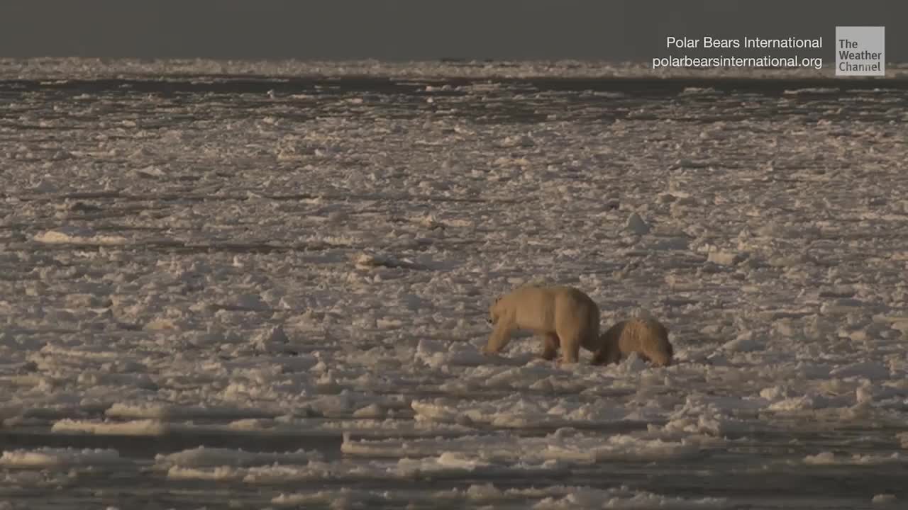 Polar Bears Could Be Wiped Out By 2100 Study Finds Videos From The polar-bears-could-be-wiped-out-by-2100-study-finds-videos-from-the
