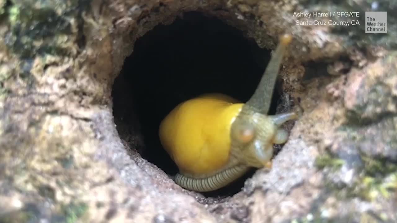 Can Banana Slugs Survive California Fires? Videos from The Weather