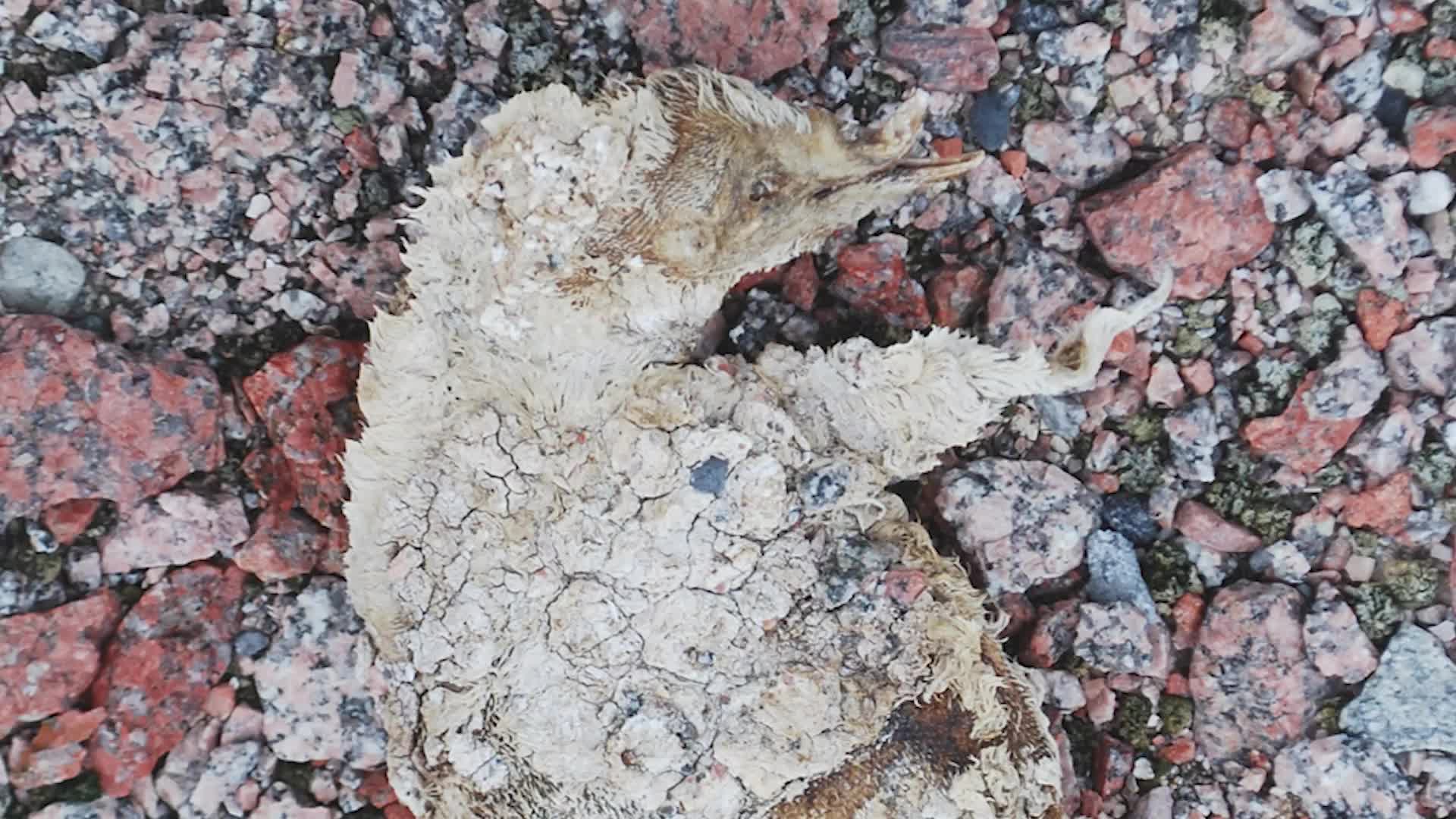 Melting Ice in Antarctica Reveals Ancient Penguin Graveyard