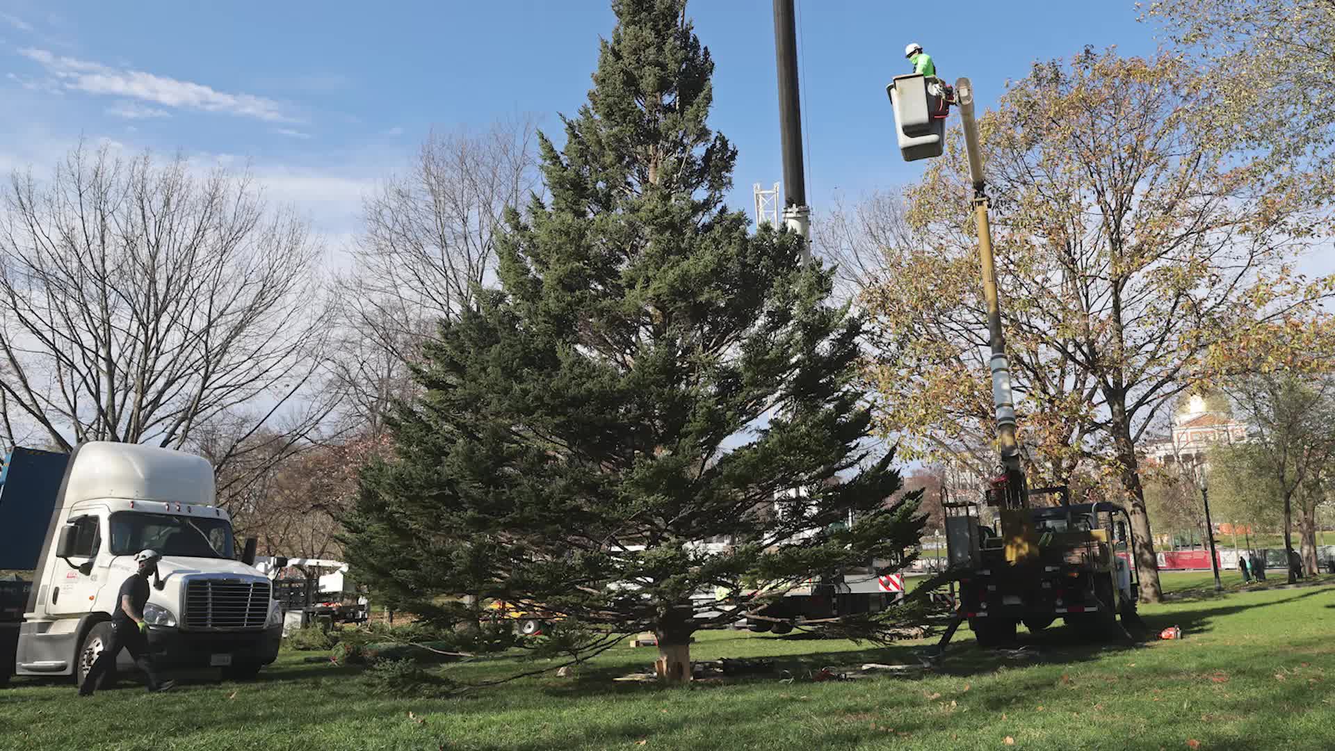 GutWrenching Reason Nova Scotia Sends Christmas Tree to Boston Each