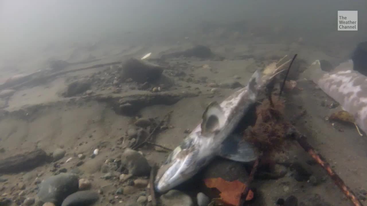Tires Killing Salmon in the Pacific Northwest Videos from The Weather