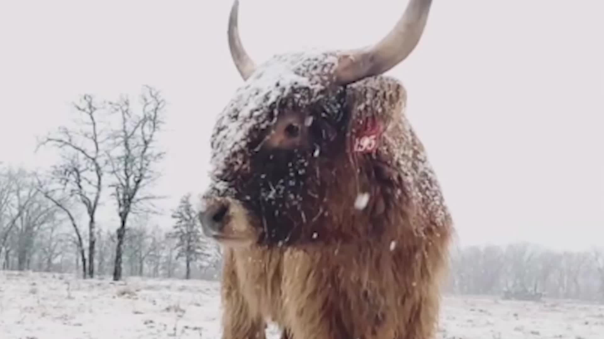 Bull Is Getting Us Ready for the Holidays - Videos from The Weather Channel
