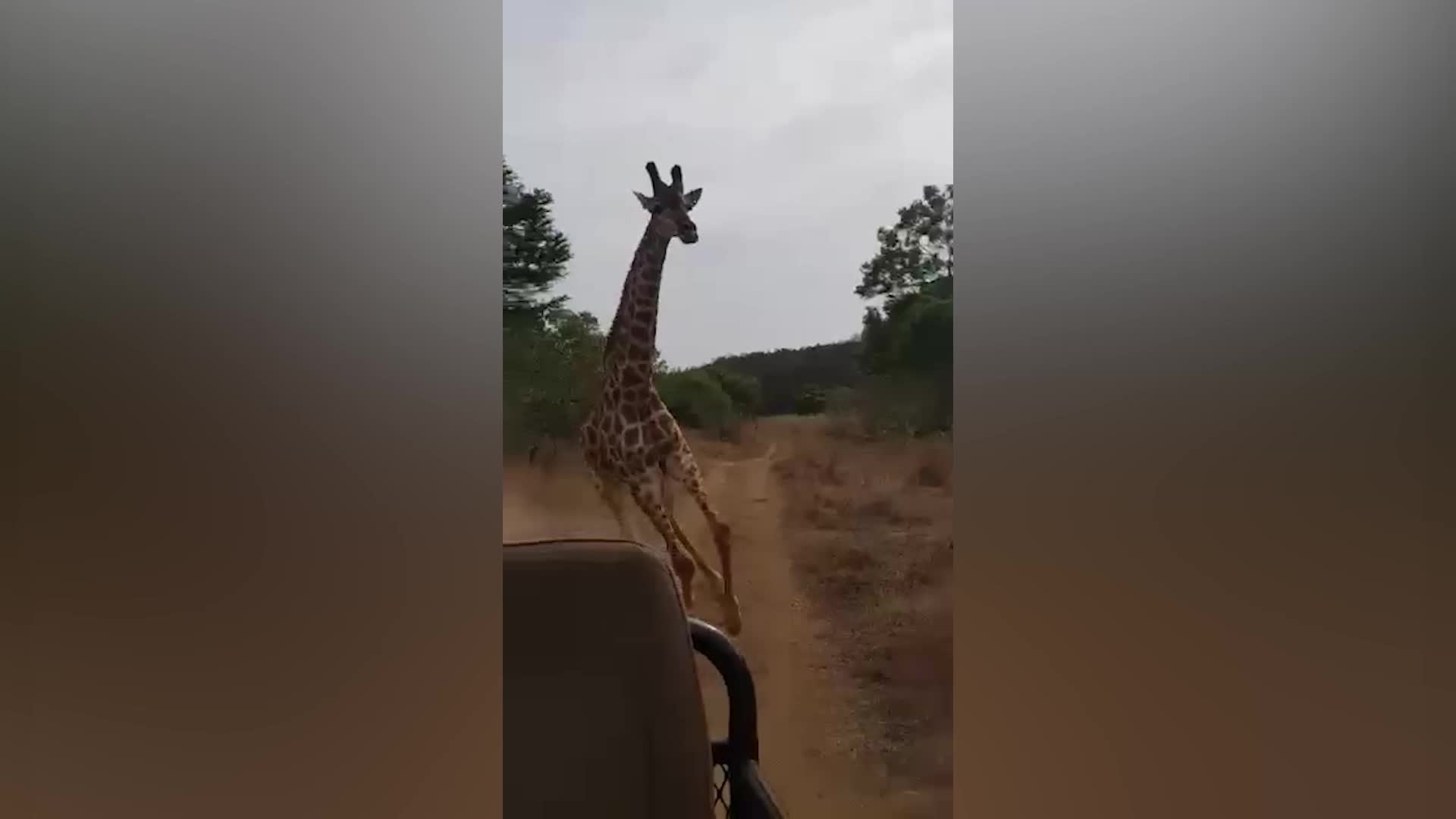 Watch Giraffes Can Run Really Fast Videos from The Weather Channel