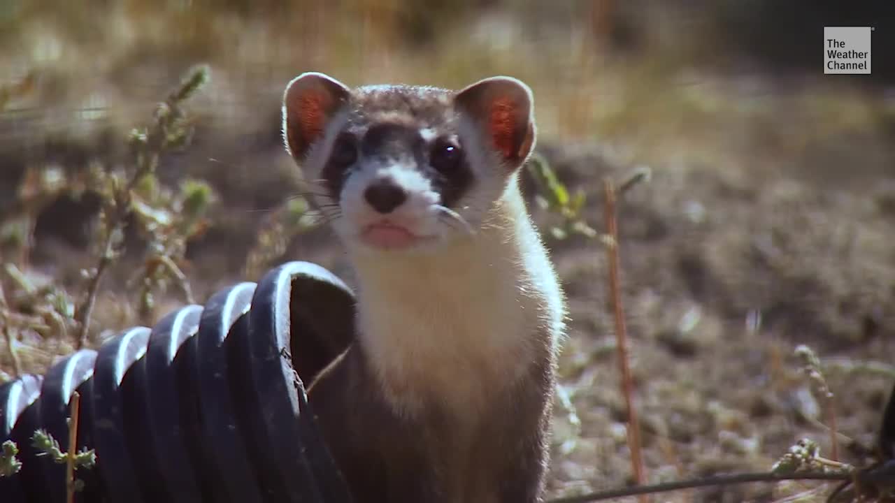 Endangered Ferrets Vaccinated Against Coronavirus Videos from The