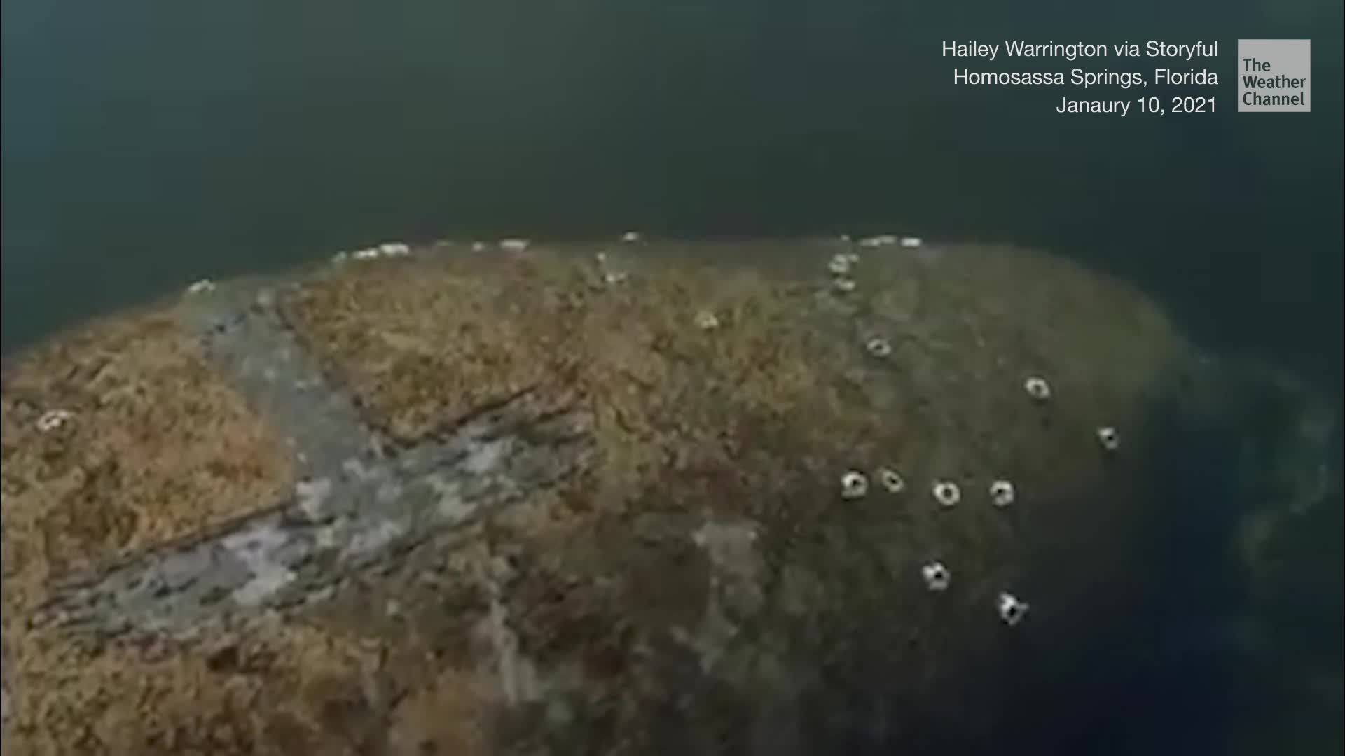 Florida Manatee Found with Message Scrawled on Its Back - Videos from