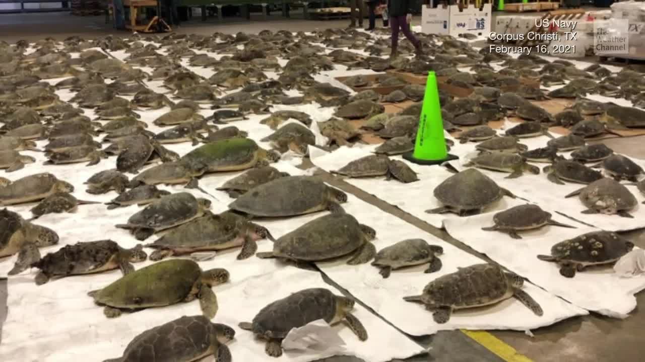 Thousands Found Stunned in Cold Gulf Waters - Videos from The Weather ...