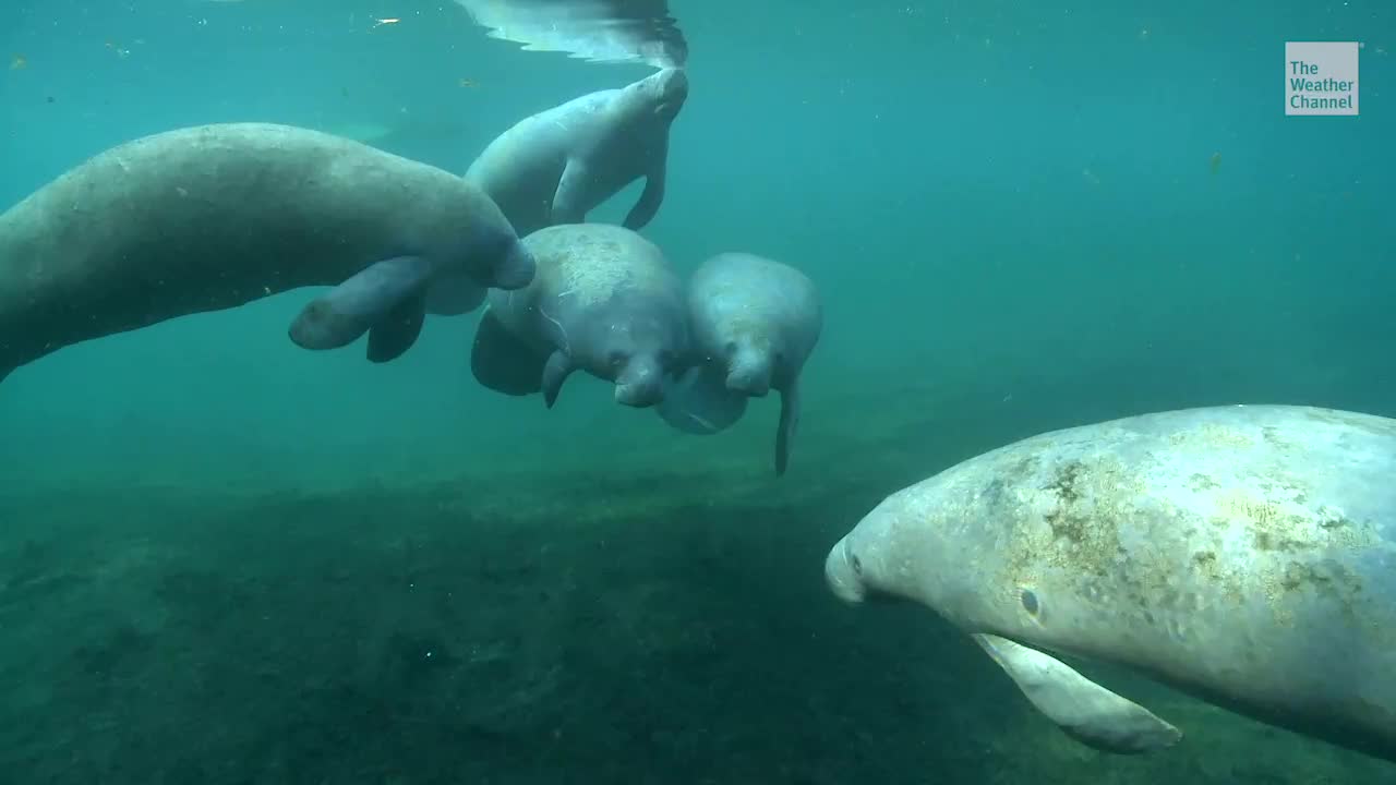 What's Behind Mass Die-Off of Florida Manatees? - Videos from The