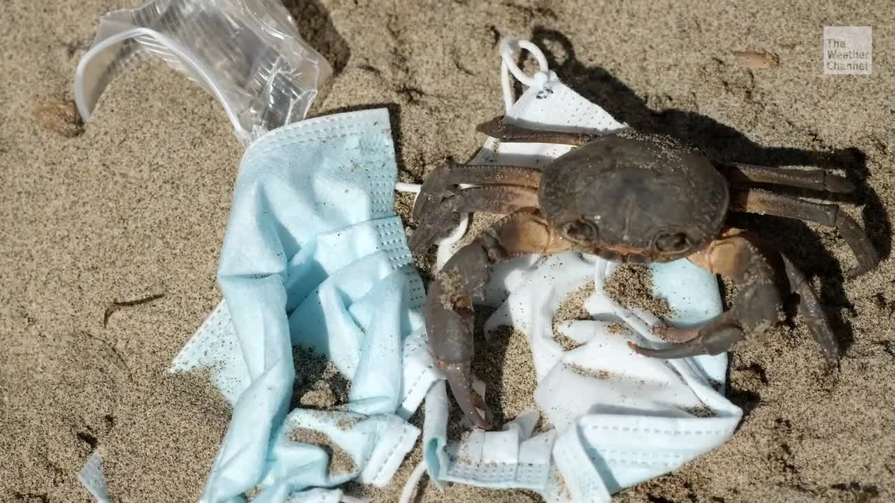Discarded Face Masks Killing Wildlife Videos from The Weather Channel