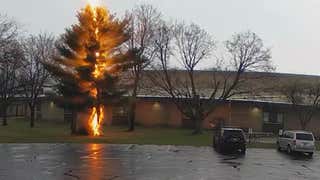 Exploding Tree Trunk Captured by School Security Cam - Videos from The ...