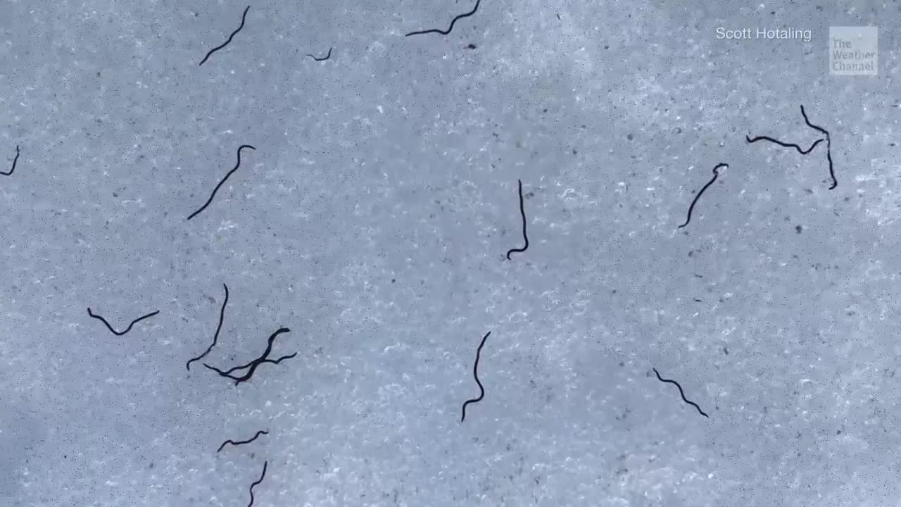Billions of Ice Worms Surfacing in Western U.S. Videos from The