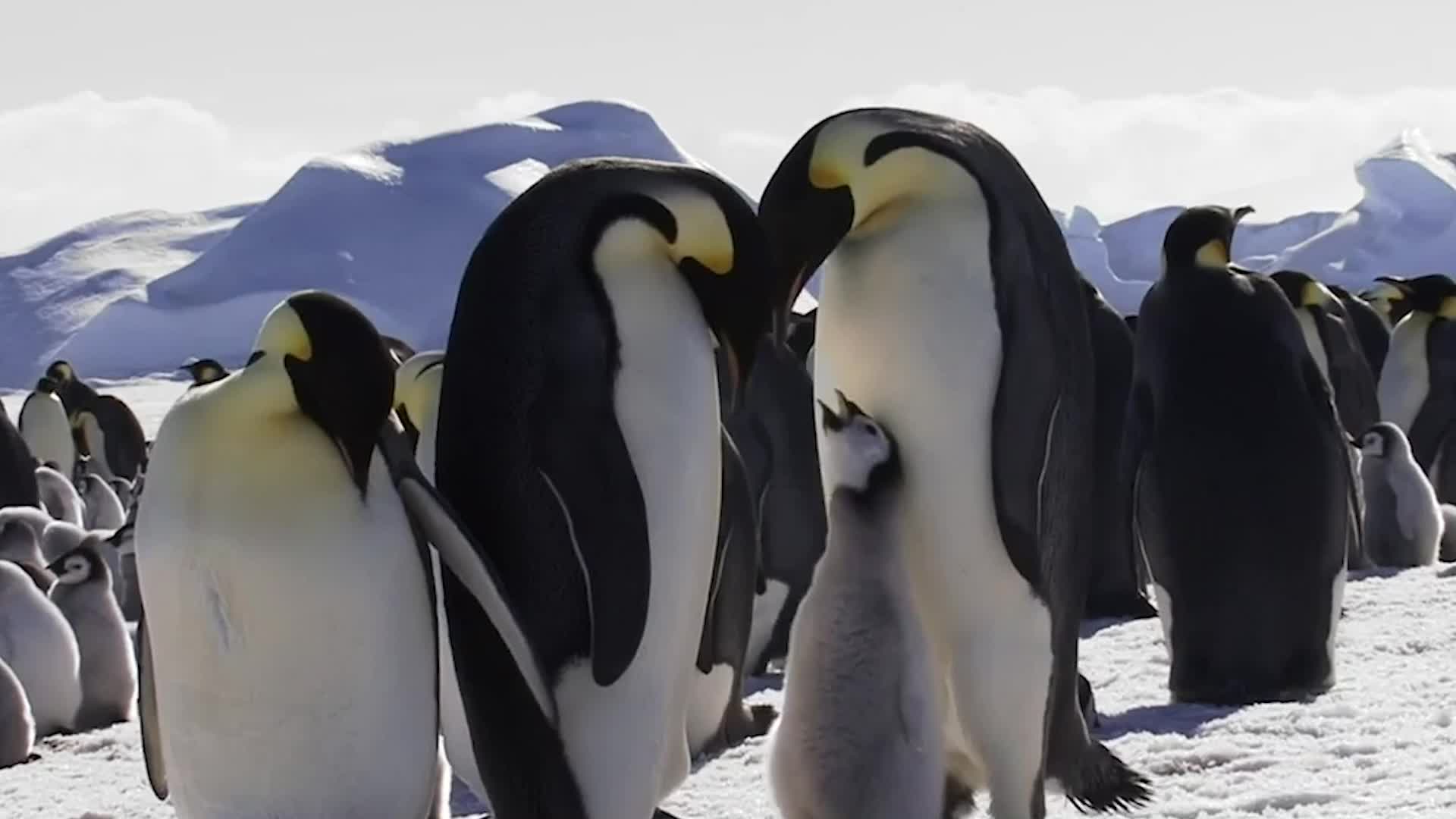 Another Species Headed for Extinction - Videos from The Weather Channel