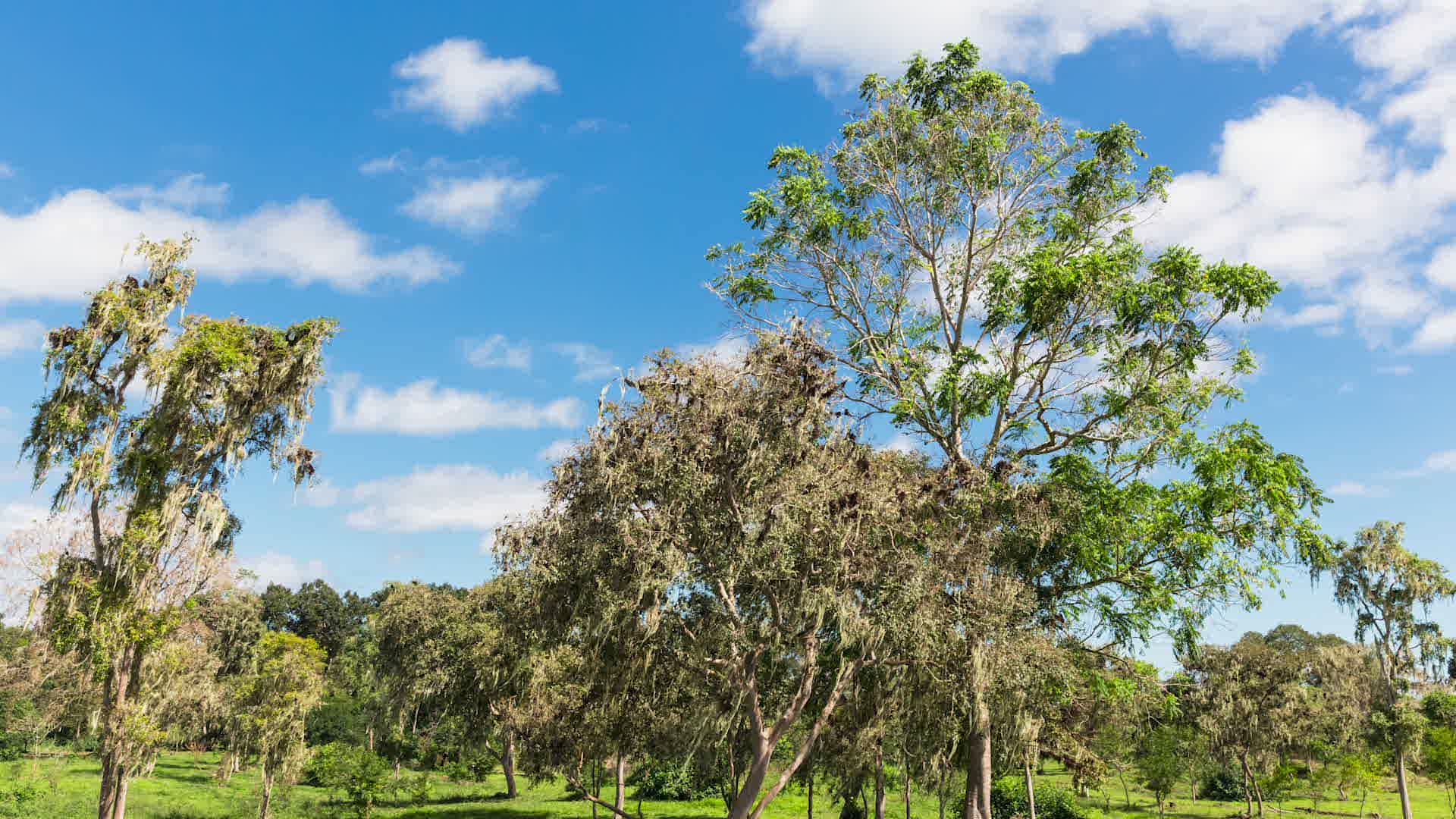 Beware This Florida Tree May Be Deadliest in World Videos from The