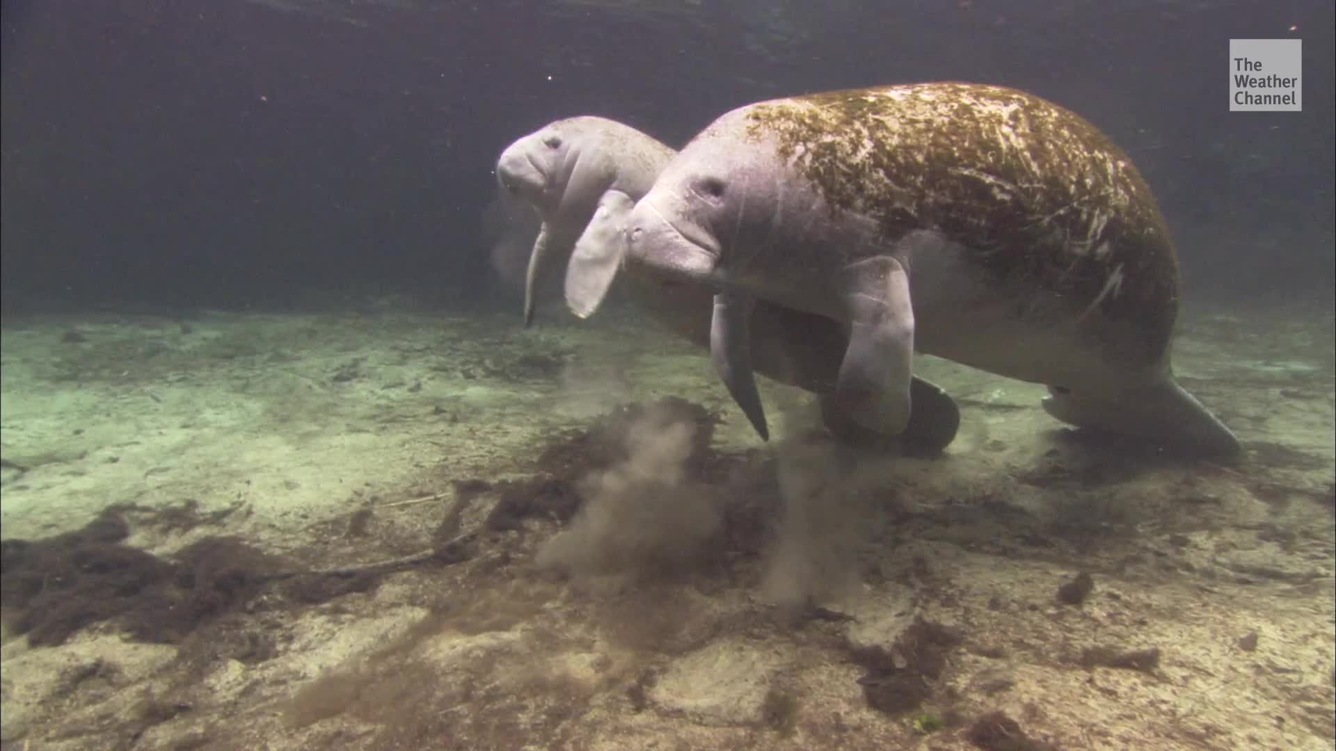Florida, Federal Officials Approve Feeding Program for Manatees