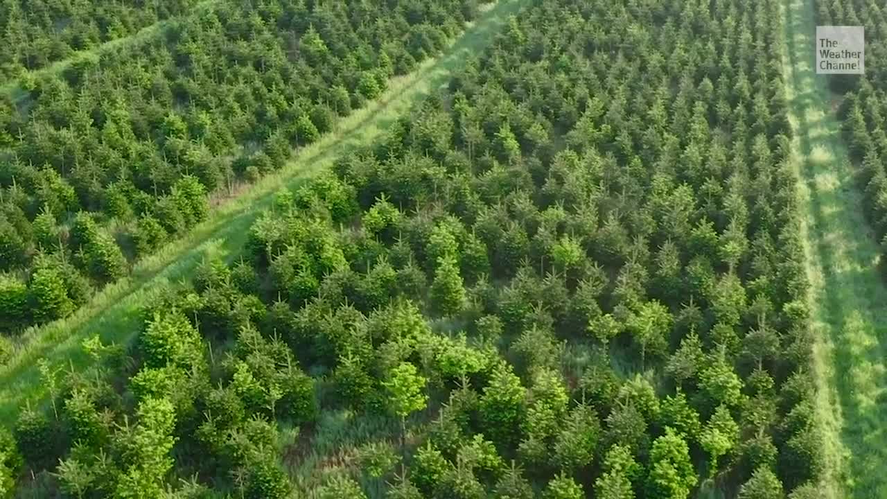 Real vs. Fake Christmas Trees Which Are Better for the