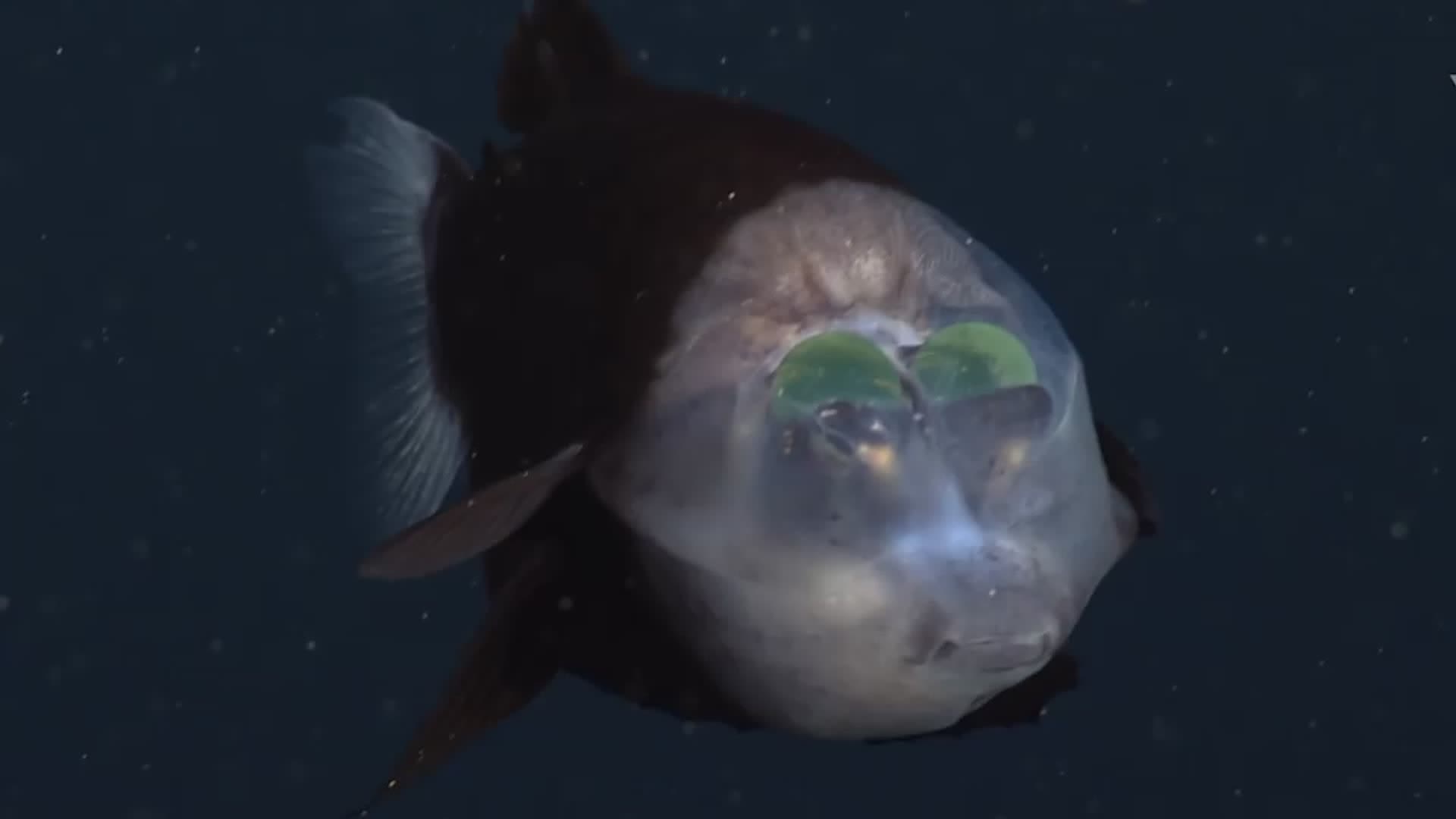 Bizarre Transparent Fish Like Something Out of Sci-Fi Novel - Videos ...
