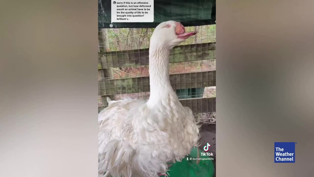 Gans hat nur halben Schnabel und keine Augen Videos from The Weather