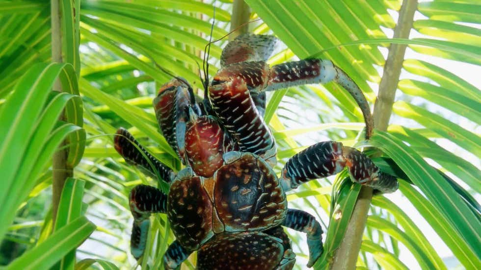 Palmendiebe unterwegs: Größte Landkrebse der Welt knacken sogar