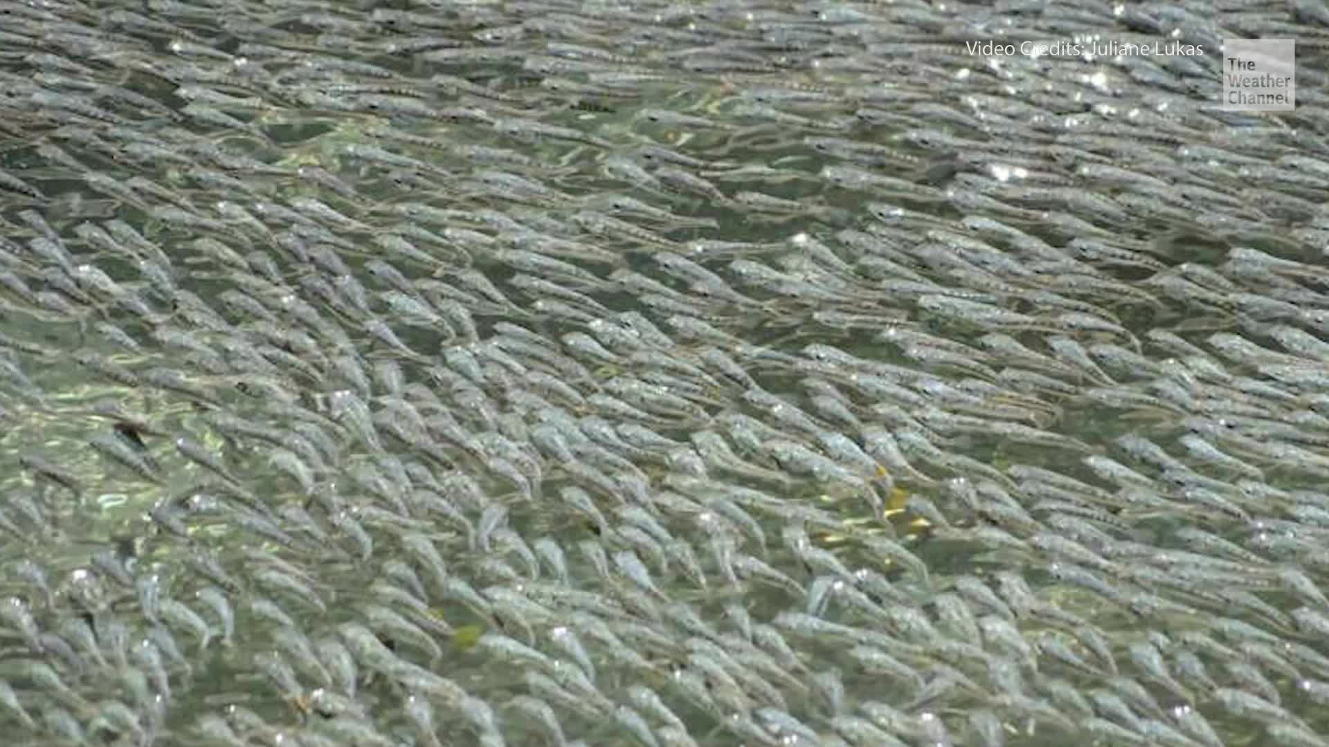 Sulphur Molly Fishes Create Waves to Prevent Attacks from Predatory
