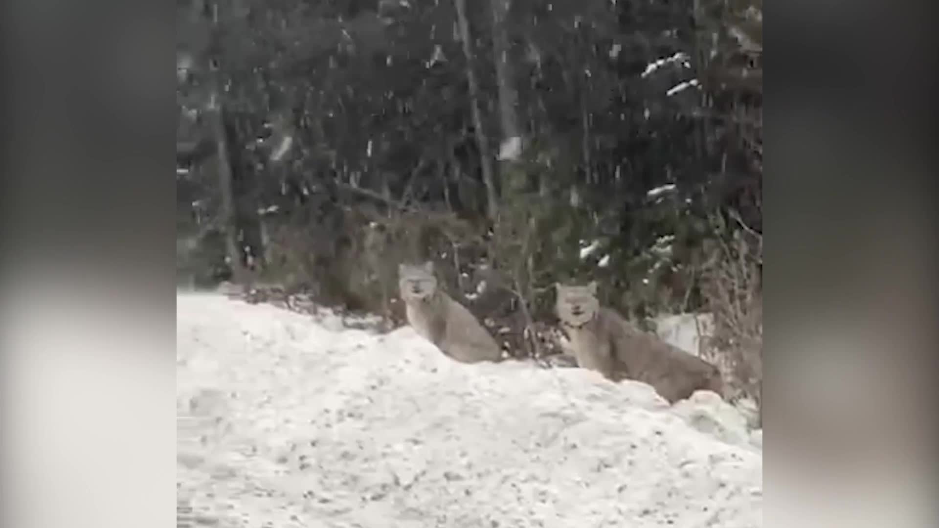 Rare Lynx Sighting in Maine Videos from The Weather Channel