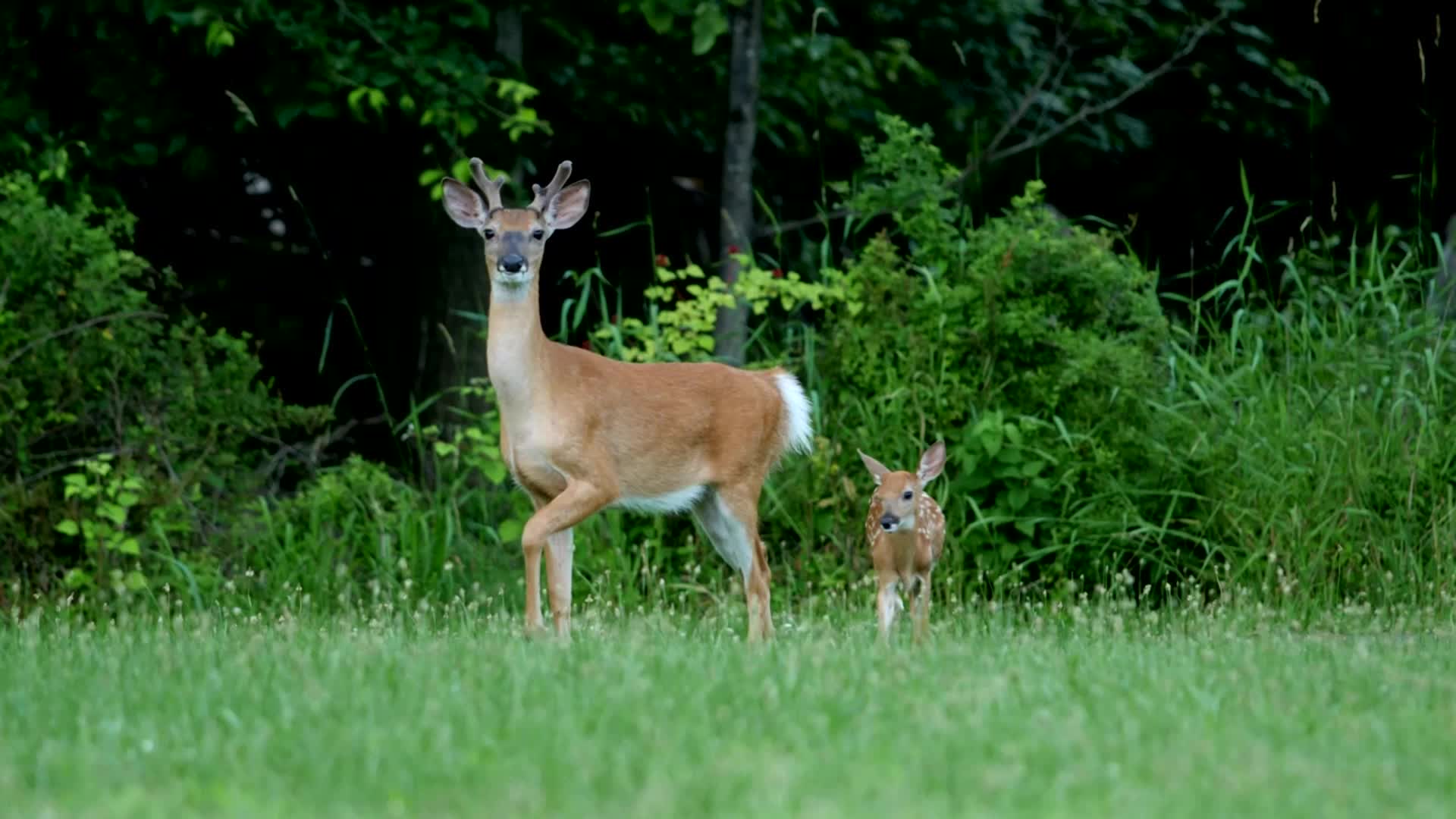 Why COVID in Deer is Sparking New Fears