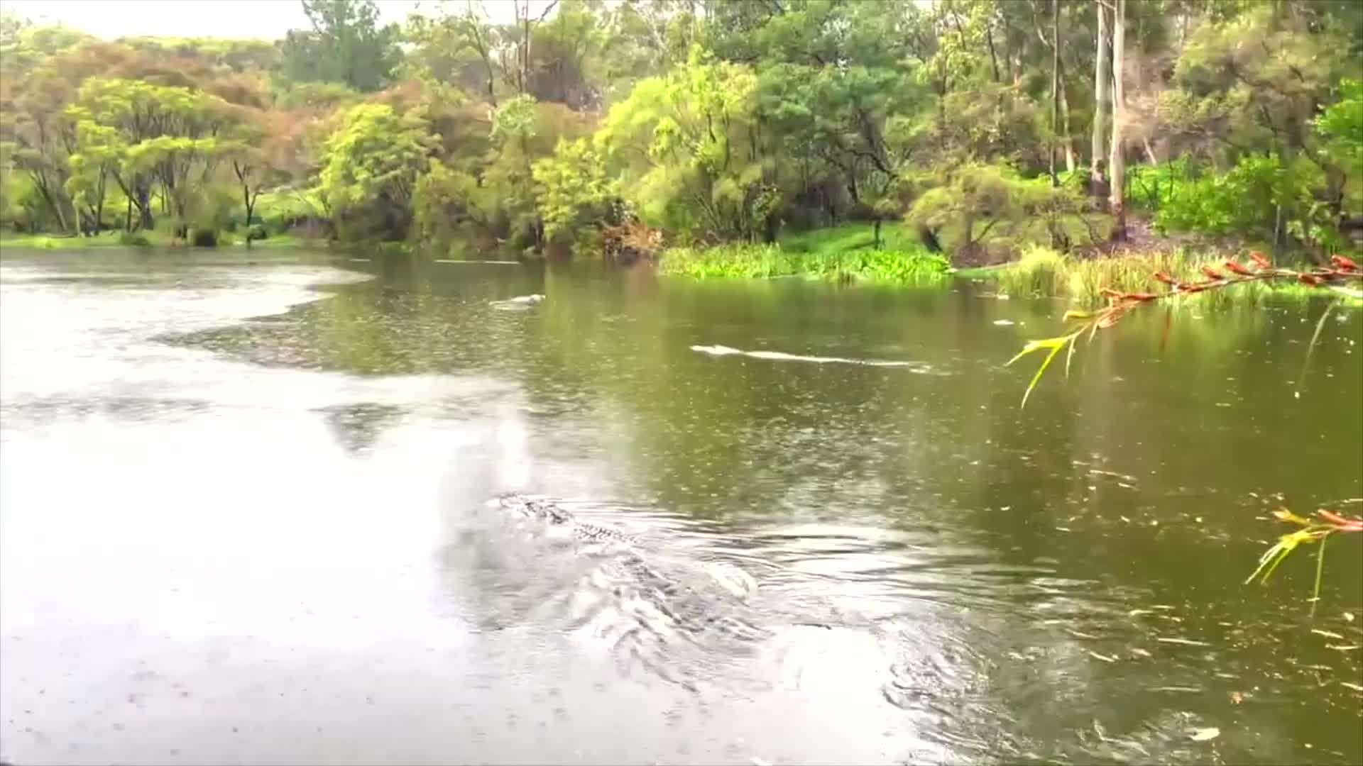 Un cocodrilo se escapa de un zoológico Australiano durante ...
