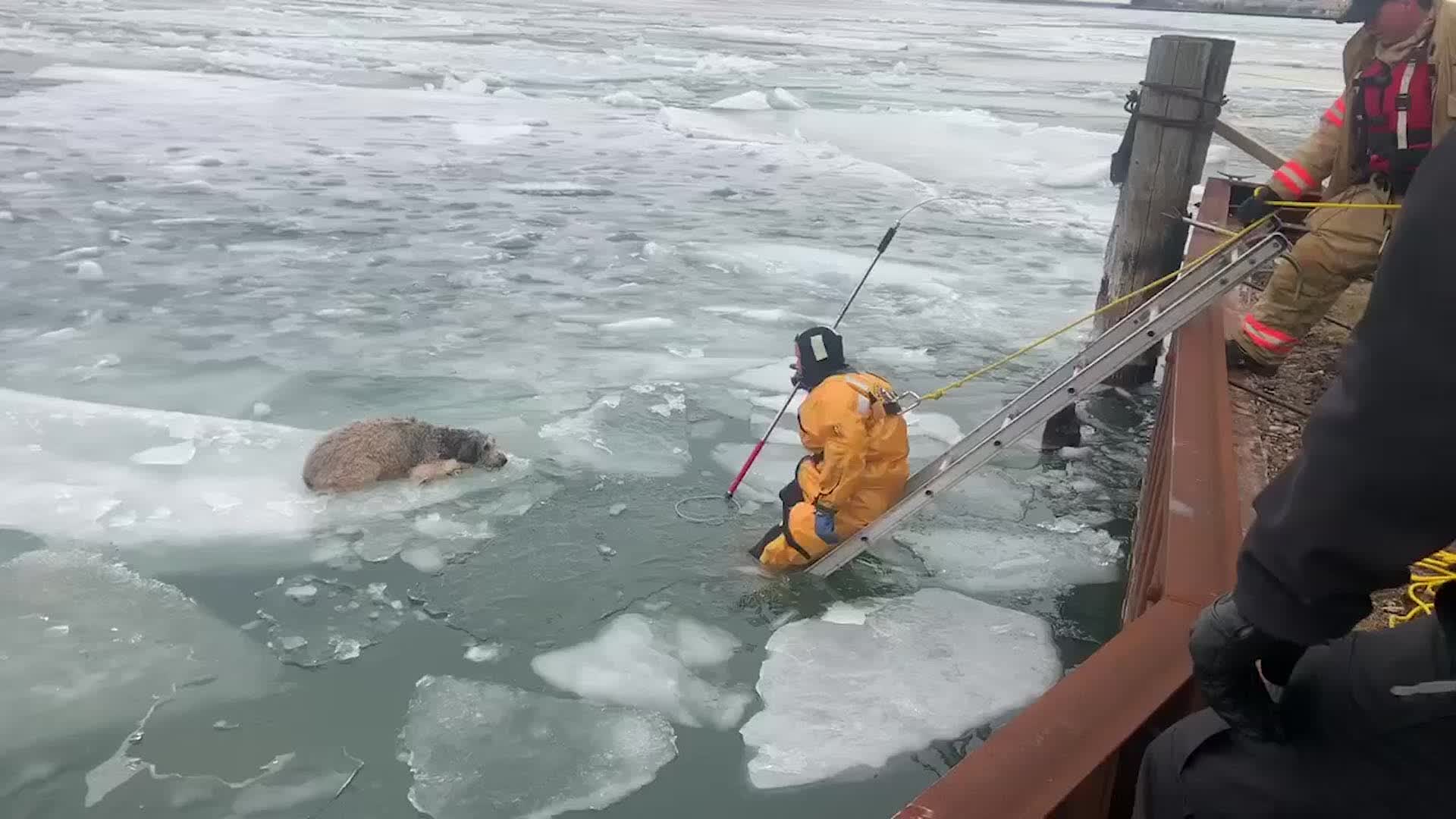 Dog Rescued from Icy Detroit River